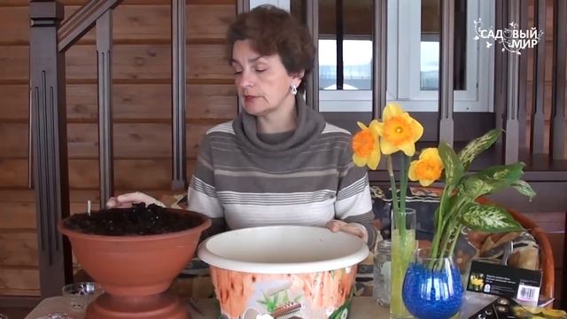 Как сажать ампельную бегонию