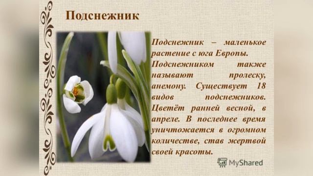 19 апреля - День подснежника смотреть онлайн