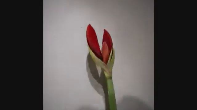 Someone gave us an amarylis for Christmas смотреть онлайн