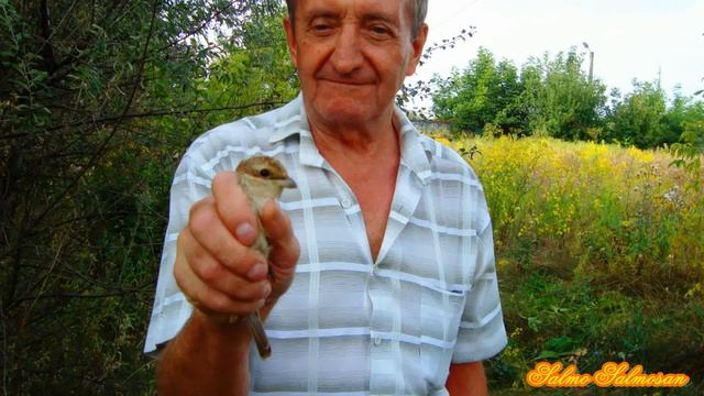 Ловля певчих птиц - Славка-черноголовка, Щеглы, Синицы, Сорокопуд смотреть онлайн