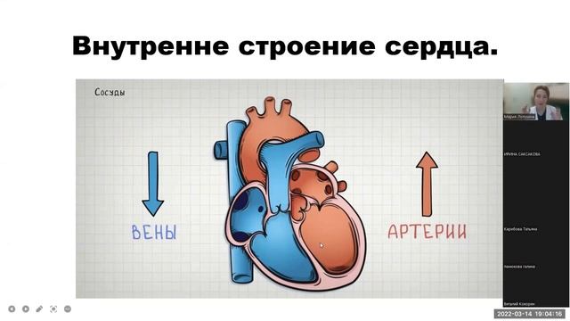 Пороки сердца. Строение сердца. Анатомия сердца. Доктор Лопухина. Часть 1.