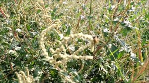 #мёд #амброзия #аллергия  МЁД  АМБРОЗИЯ  АЛЛЕРГИЯ