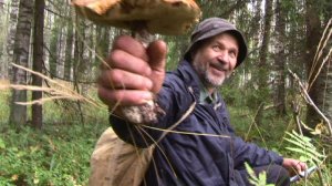 Неизбежное следствие грибного изобилия