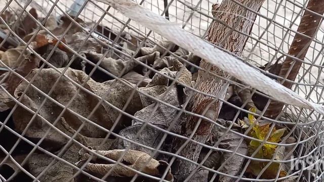 киви Хэйворд, второй год, прививка киви на виноград смотреть онлайн