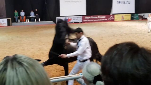 Фризский вороной жеребец смотреть онлайн