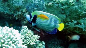 PACHELBEL - Canon Rock Remix borntohitexx mix - Musicshake (with coral reef)