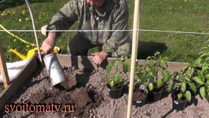 Рассада перцев двумя способами «Высадка»