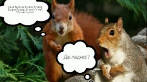 БЕЛОЧКА