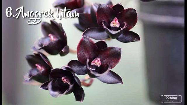 10 TANAMAN HIAS TERMAHAL 2021 || TANAMAN BOOMING DAN VIRAL || ADA ANGGREK HITAM DAN MONSTERA OBLIQU смотреть онлайн