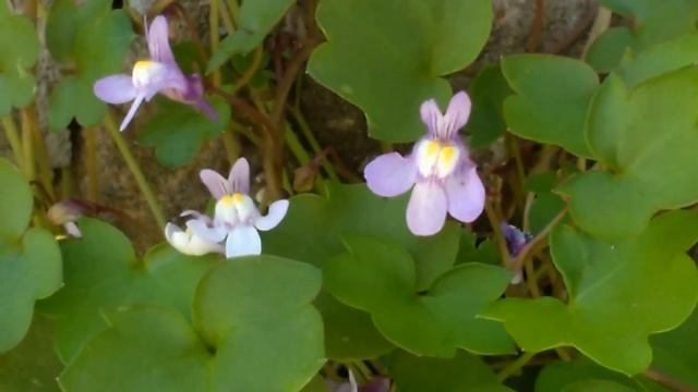 Cymbalaria muralis (curativa) medicinal plant смотреть онлайн