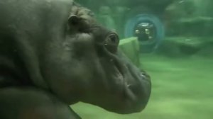 Бегемот бегающий под эпичную музыку!)))