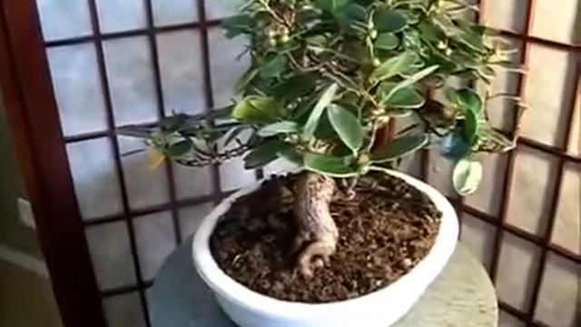 фикус панда смотреть онлайн