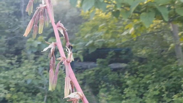 Osmie, Xylocope, Mégaschile, Anthidium... #9 : L'importance des fleurs (suite) смотреть онлайн