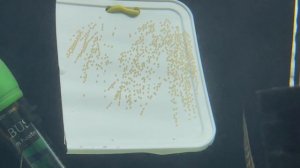 Скалярия новый нерест