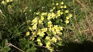 Looking for Primula vulgaris and Viola canina .