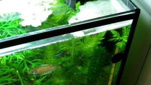 Аквариумная рыба Лялиус