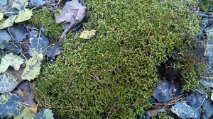 Заготовка мха для орхидей