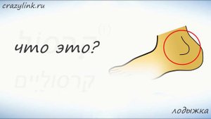 Тело человека на иврите. Нога || crazylink.ru