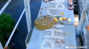 (ерезалив с канала Паша Пэл) скинул арбуз на голову одно из первых видео