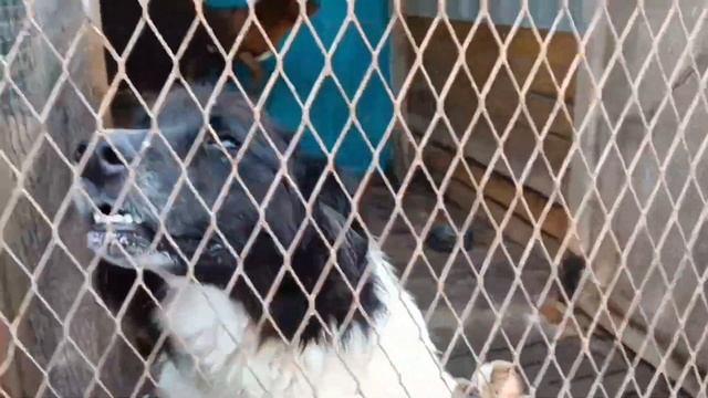 Приют для животных "Горячие сердца" (Благовещенск) смотреть онлайн