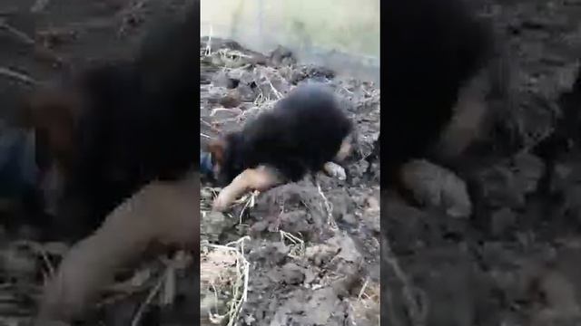 Хедда развлекается во дворе, 2,5 месяца, г. Белая Калитва. В питомнике продаются две сестрички Хедд