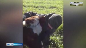 Коровьи обнимашки