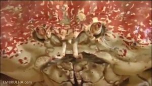 Самый большой краб в мире