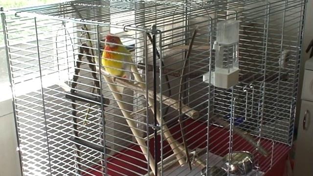 singing rosella смотреть онлайн