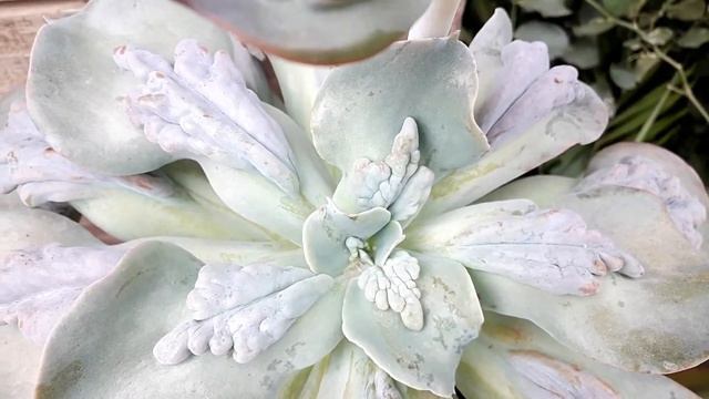 ECHEVERIA CARANCULATA: Saiba como #CULTIVAR e #CUIDAR desta linda e exótica #ECHEVERIA #SUCULENTA смотреть онлайн