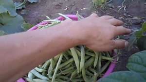 Выращивание спаржевой фасоли.Growing asparagus