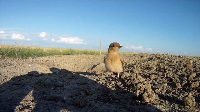 Каменка плясунья Oenanthe isabellina и сурок тарбаган Marmota sibirica смотреть онлайн