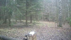 Медведь. 5-6 летний самец, весом около 200 кг.(2 часть)