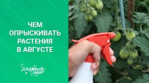 Чем опрыскивать плодовые деревья и кустарники осенью, в конце сезона