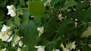 Мощный шепоток на красоту и здоровье.