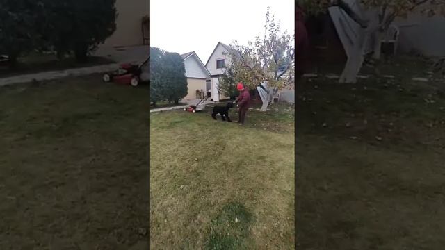 Красота движений ризеншнауцера Роман-Кош Хеймдаля 9 мес.Воронеж.1.11.23