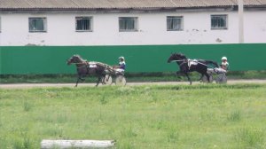 27.07.2024г. Абаканский Ипподром лошади рысистых пород 2-х лет1600м..