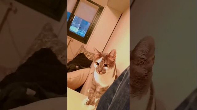 Кото приколы