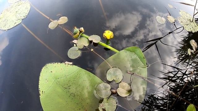 Куда НЕЛЬЗЯ суваться с велом! Велоприключение на дикие озера Мошное, Оленье #1