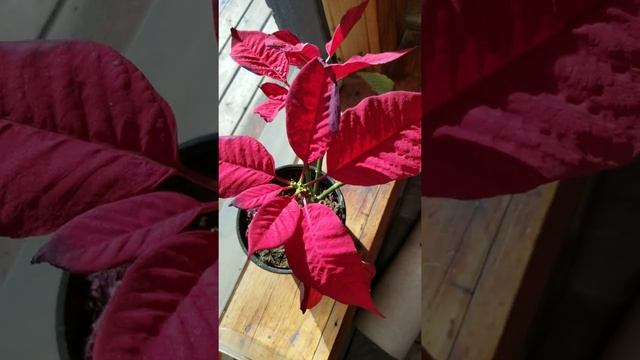 Poinsettia plant Christmas indoors plant. Red leaves and beautiful.