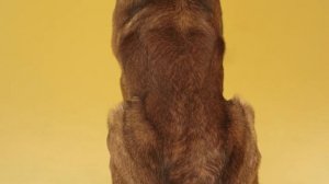 Урок 1. Команды «Ко мне», «Сидеть», «Рядом». Первый этап обучения: наведение