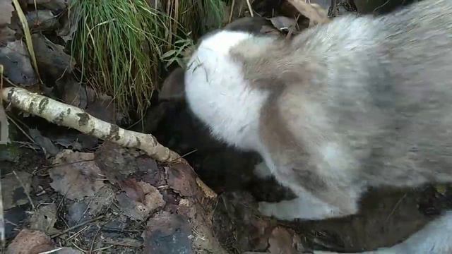 ХОДОВАЯ ОХОТА С ЗАПАДНО-СИБИРСКИМИ ЛАЙКАМИ.РАБОТА ПО ПТИЦЕ.ЛОСЬ.БАРСУК.РЯБЧИК. смотреть онлайн