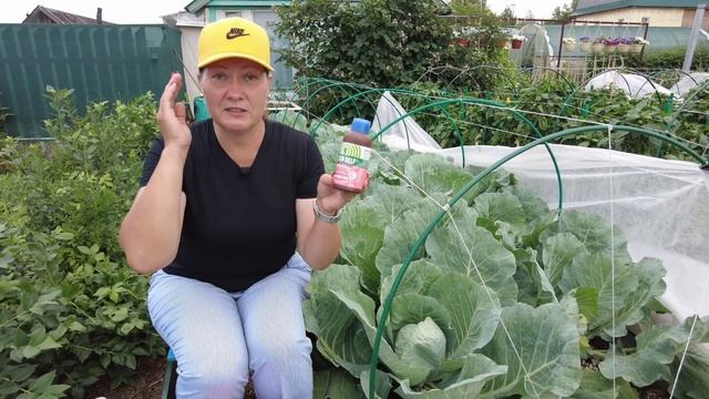 ? КАПУСТНИК | Как бороться с вредителями на капусте? смотреть онлайн