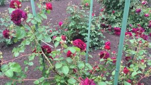 Tradescant rose