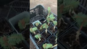 Уличные растения для ландшафта 28.04.24