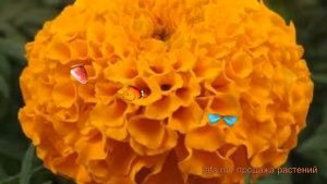 Бархатцы прямостоячая Оранж ? прямостоячая бархатцы Оранж обзор: как сажать, семена бархатцев Оранж