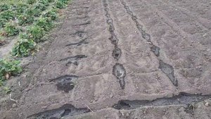 ПОСАДКА КЛУБНИКИ В АВГУСТЕ