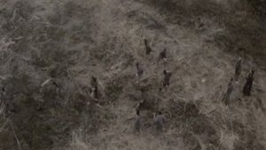 zatoichi feuer frei music video