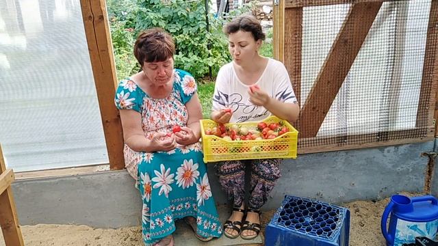 28 июля 2021г. ЮБИЛЕЙНЫЙ ТАРАСЕНКО И ГИБРИД ТАРАСЕНКО 2 дегустируем