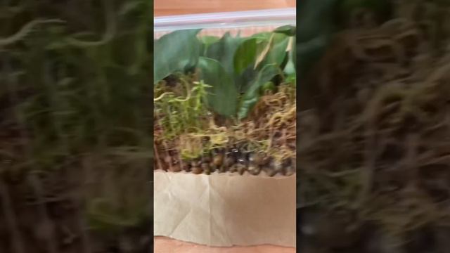 Результат пушка😳в конце видео🌱укоренение черенков фикуса бенджамина в мхе сфагнум🥦