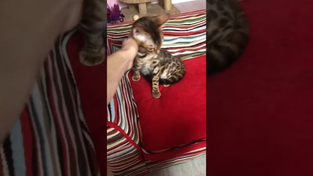 Кошечка бенгальская. Окрас розетка на золоте. Купить бенгала